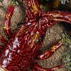 Антикварна декоративна тарілка «Лобстер на морському дні»