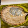 Антикварна срібна ложка для морозива